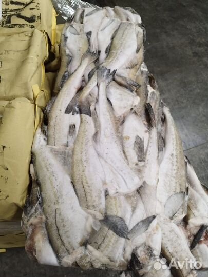 Морской окунь