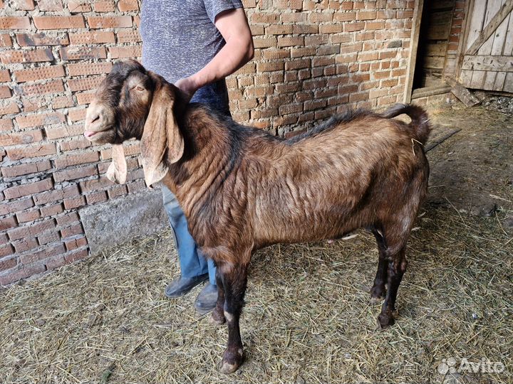 Козел Камори