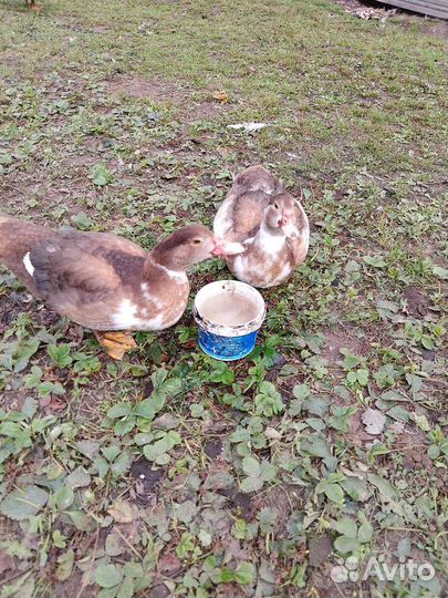 Селезень индоутки