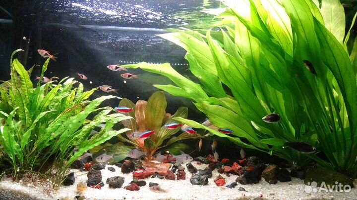 Обслуживание аквариумов в офисы, школы, квартиры