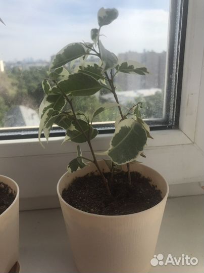 Фикус бенджамина двуцветный