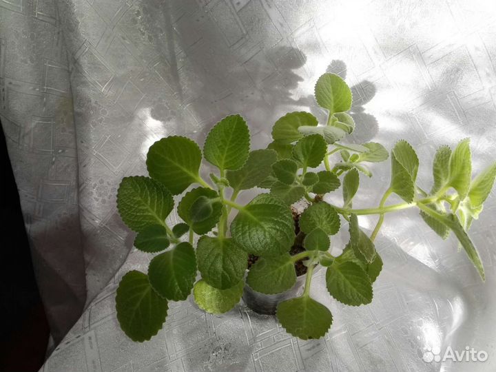 Комнатная мята