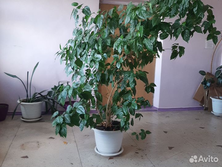 Комнатные растения цветы