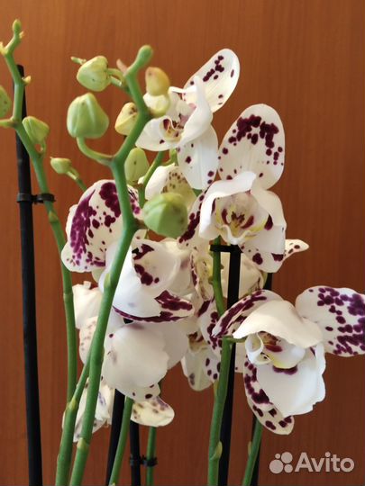 Орхидея фаленопсис Марракеш пять стволов