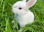 Мини-карликовые плюшевые кролики