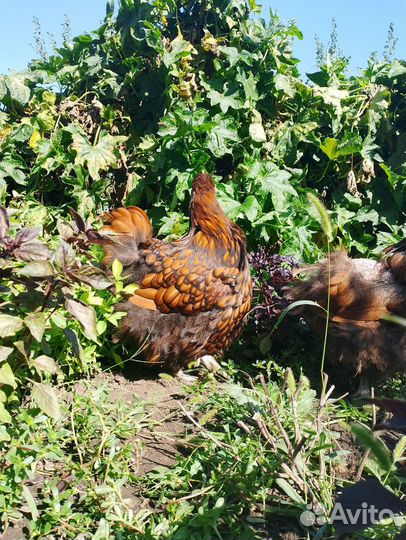 Цыплята породистые