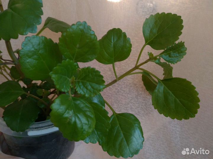 Плектрантус ампельный