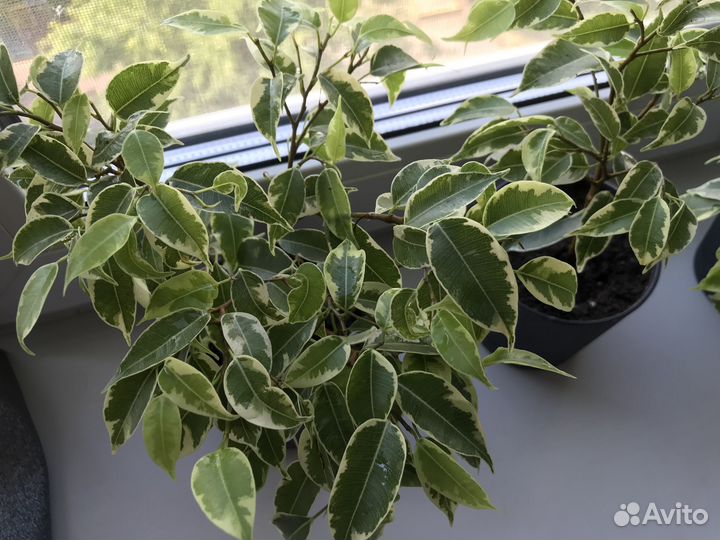 Фикус Бенджамина пестролистный Кирки