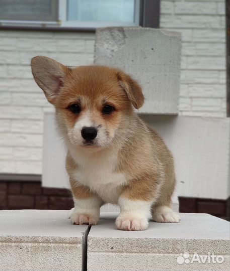 Очаровательные щеночки Вельш Корги Пемброк