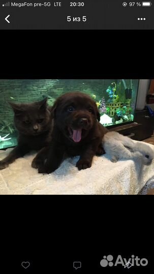 Щенки лабрадора