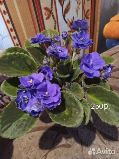 Фиалка в горшках