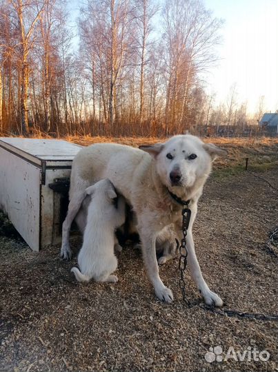 Щенки дворовые