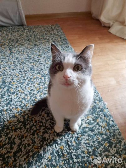 Котик в добрые руки