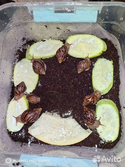Улитки ахатины бесплатно