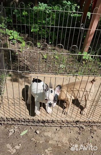 Французский бульдог щенки