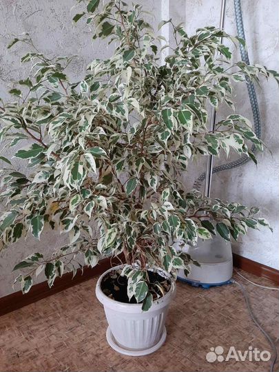 Цветы домашние в горшках