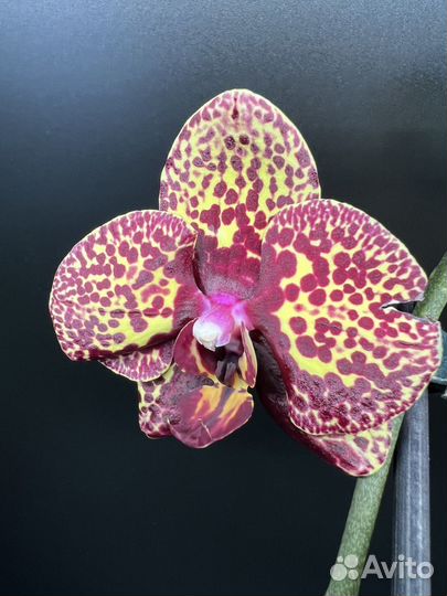Орхидея фаленопсис Еллоу Леопард