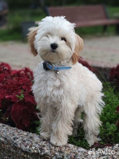 Щенок Мальтипу f1 очаровашка