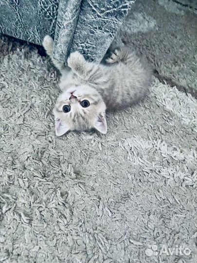 Шотландские котята