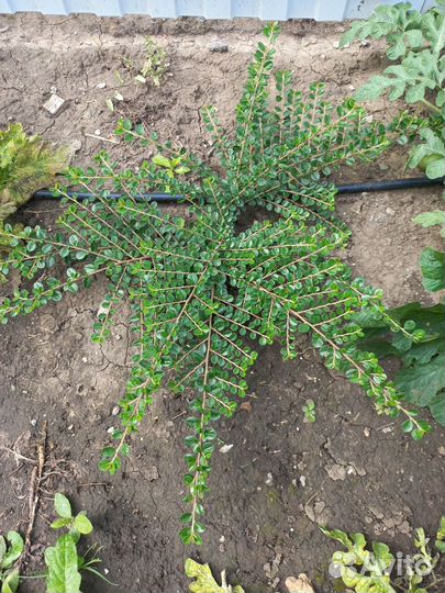 Кизильник горизонтальный