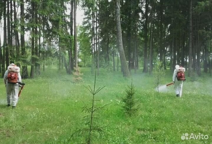 Уничтожение клопов тараканов грызунов блох