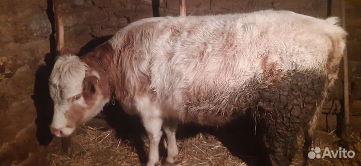 Продам телку
