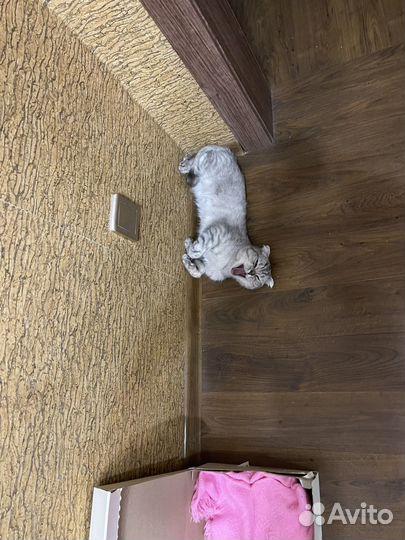 Найдена молодая кошечка