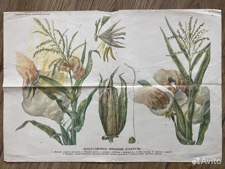 Школьные плакаты биология