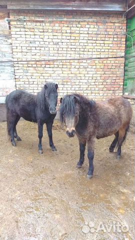 Конский перегной