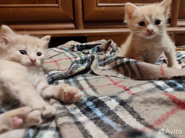 Котята мальчики 1.5 мес