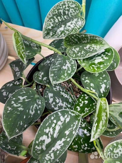 Эпипремнумы сциндапсусы