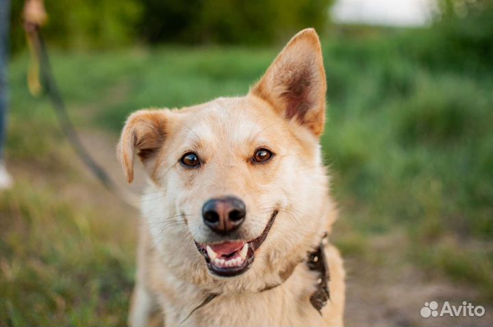 Игривая собачка Лиза в поисках дома