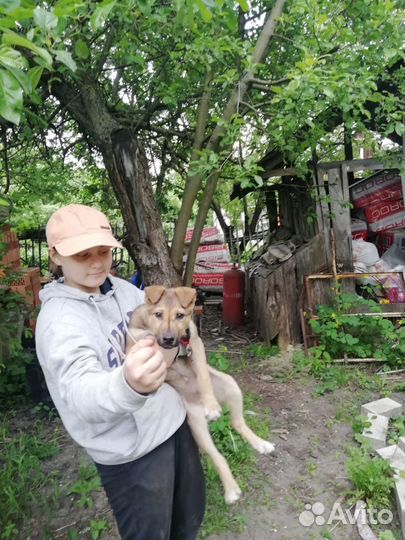 Щенок в добрые руки