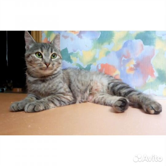 Кошка молодая стерилизованная