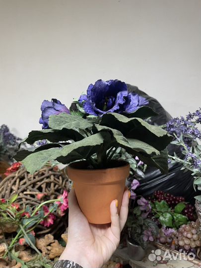 Декоративные цветы