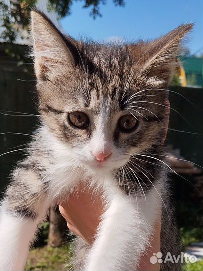 Котенок девочка