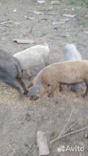 Венгерская мангалица