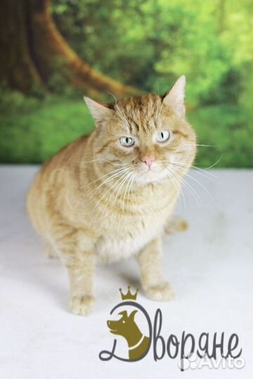 Ласковый котик Блинчик