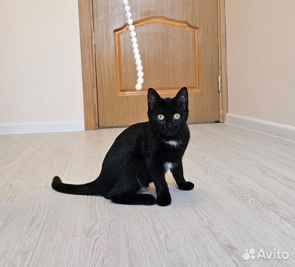 Желтоглазая пуговка Черника