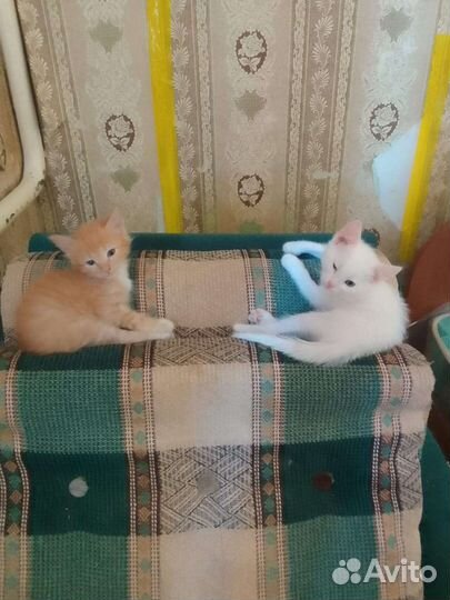Котята бесплатно
