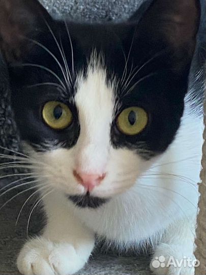 Стерелизованная котёнок девочка в дар 6 мес