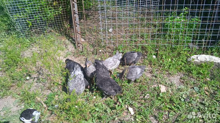 Продажа цыплят