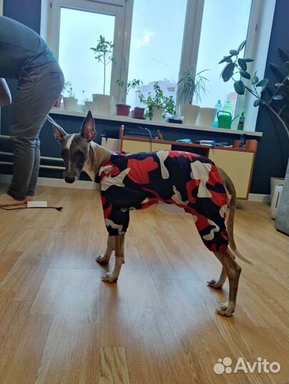 Одежда для собак/щенков