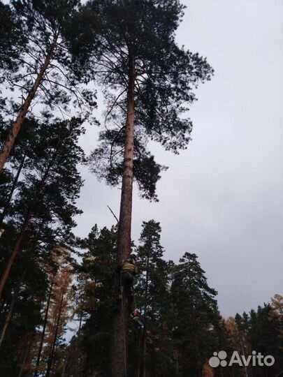 Спил деревьев, веток, чистка дерева, кронирование