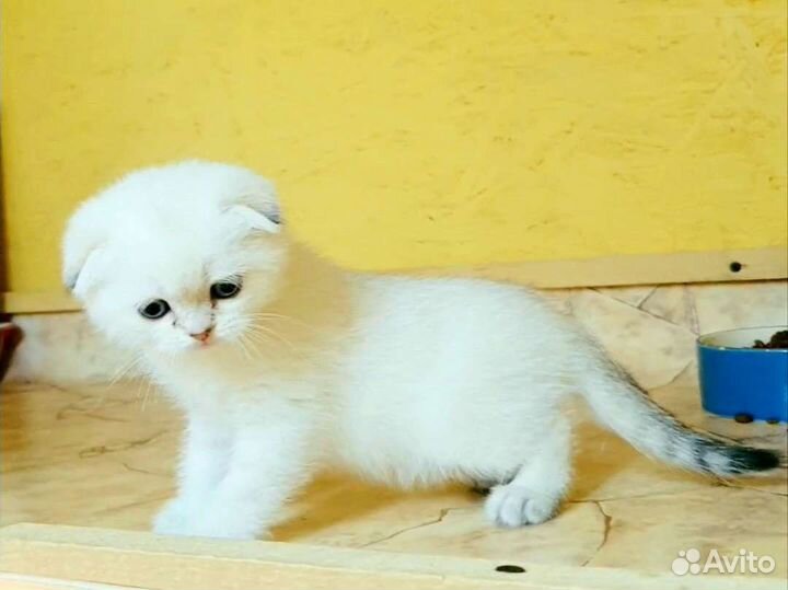 Шотландские шиншиллы