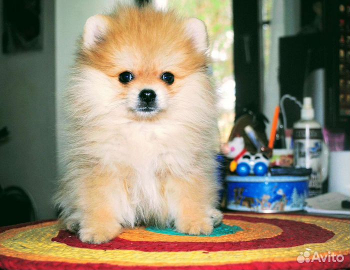 Щенки померанского шпица