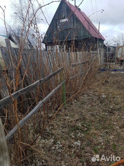 Саженцы малины с доставкой по городу бесплатно