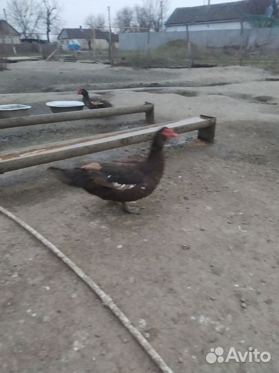 Мускусные утки