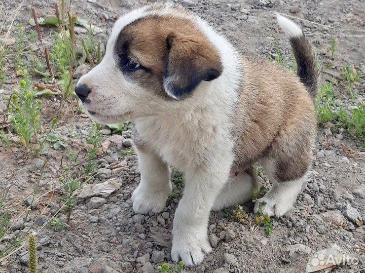 Щенки 1 месяц разных окрасов в дар