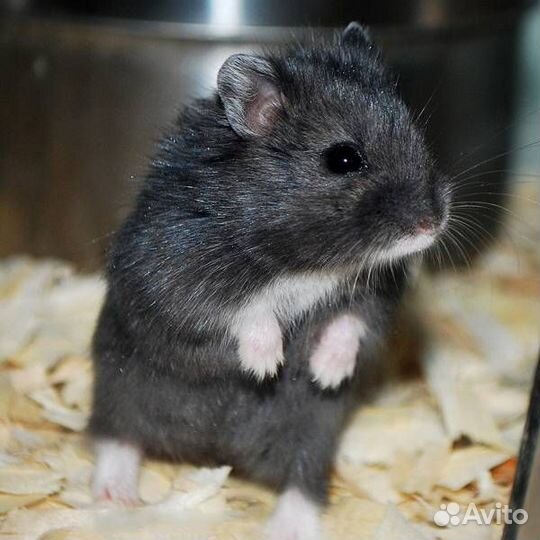 Продам хомячков Кэмпбелла из питомника 
